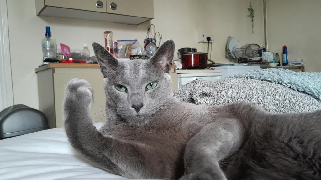 cat judging